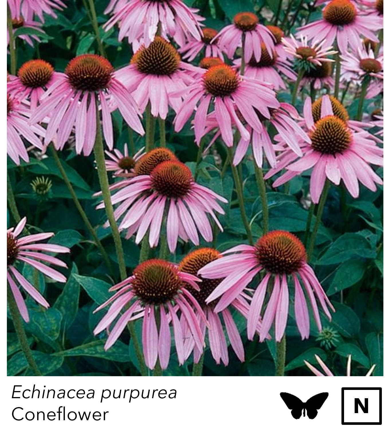 Ech_purp.png