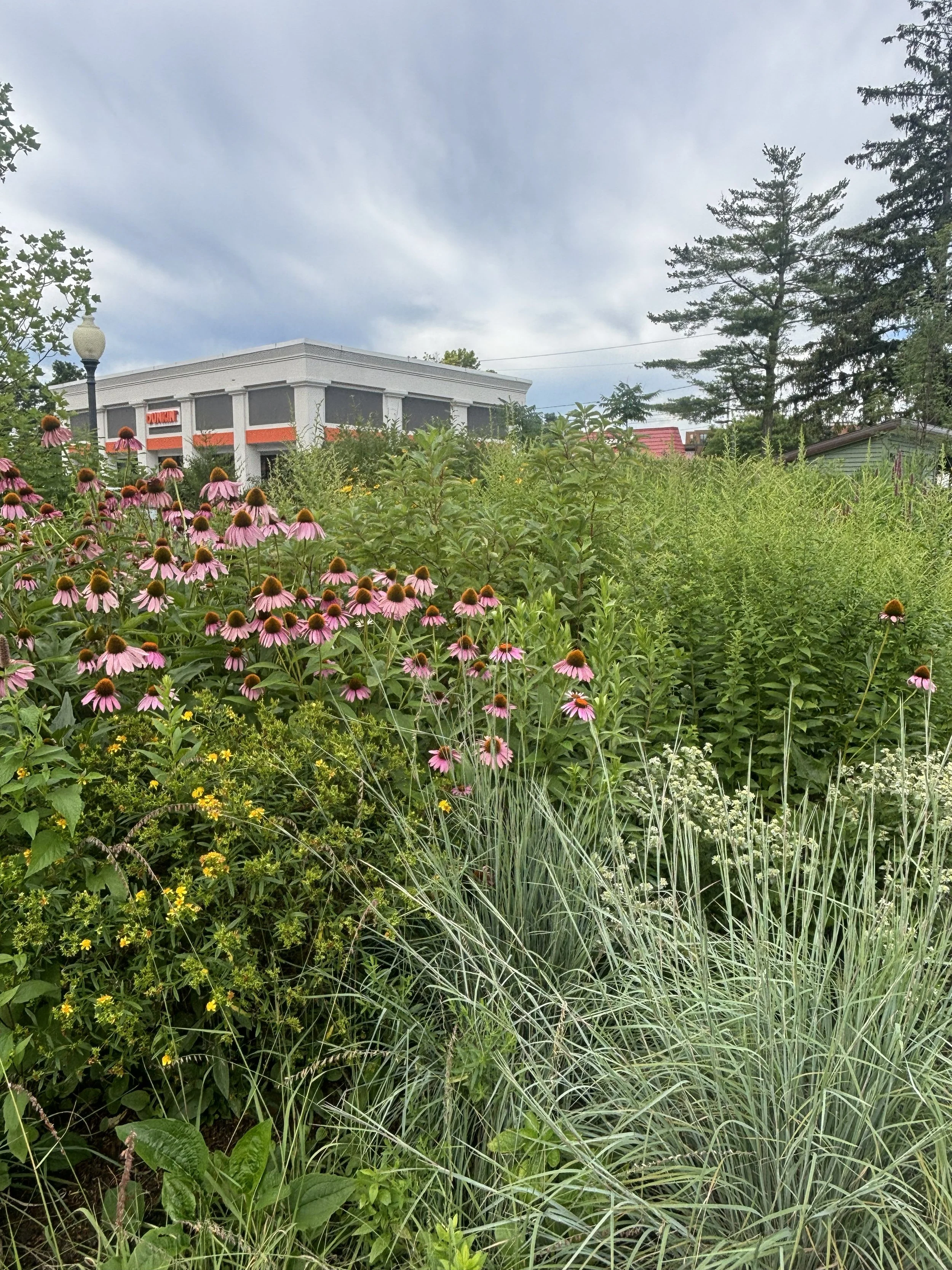 Saratoga Native Plaza