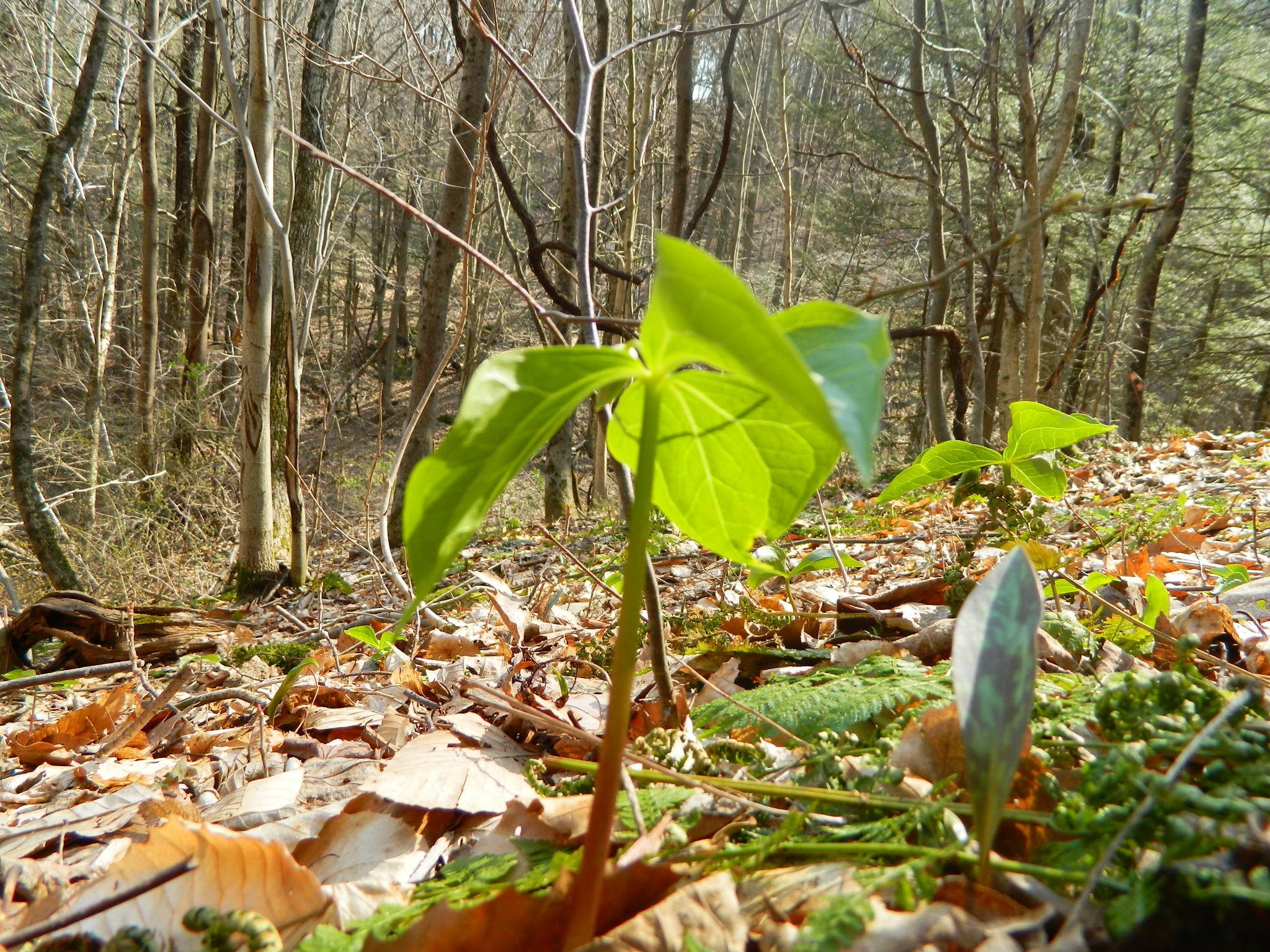 DSCN2595.JPG