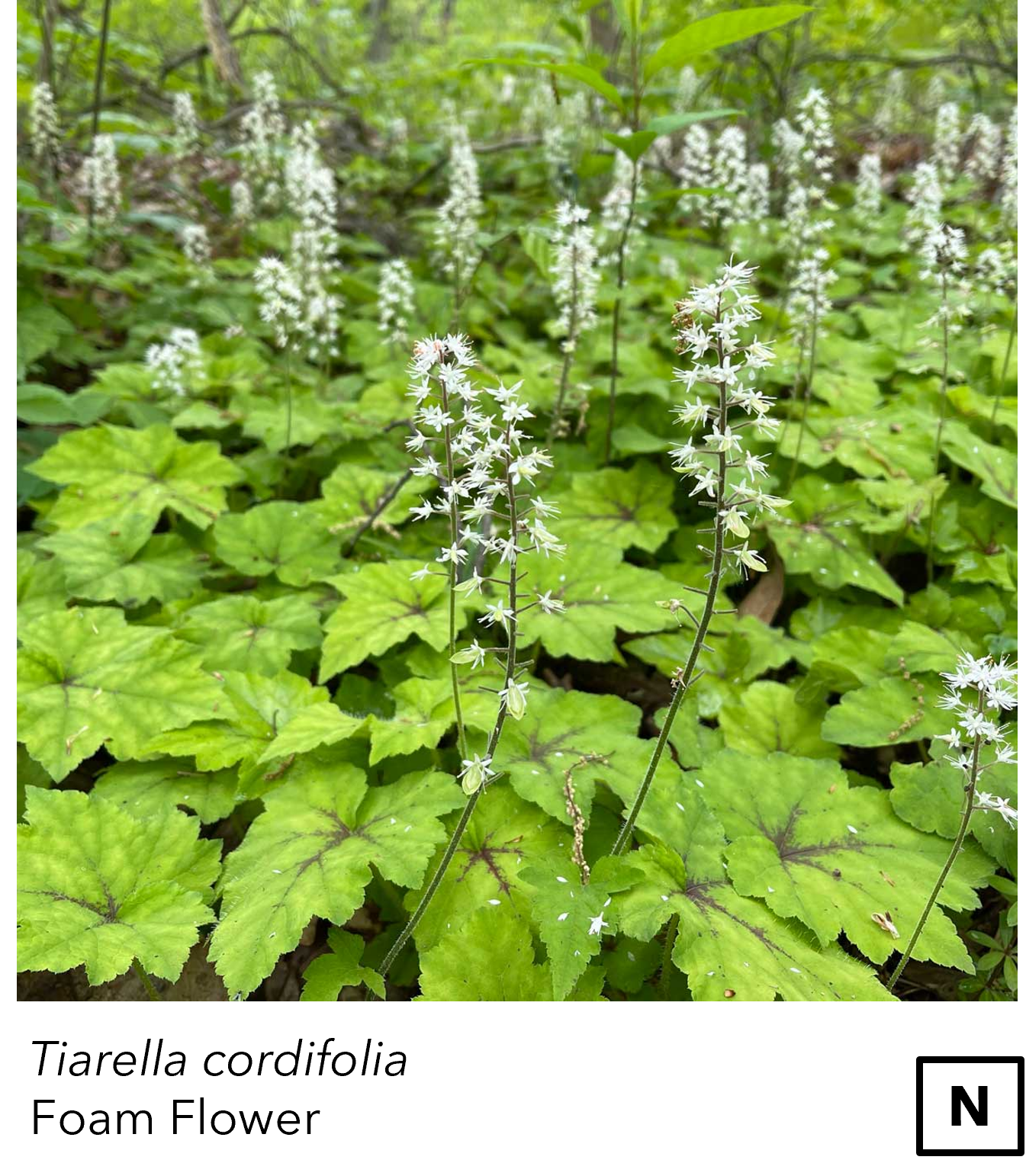 Tiarella_cordi.png