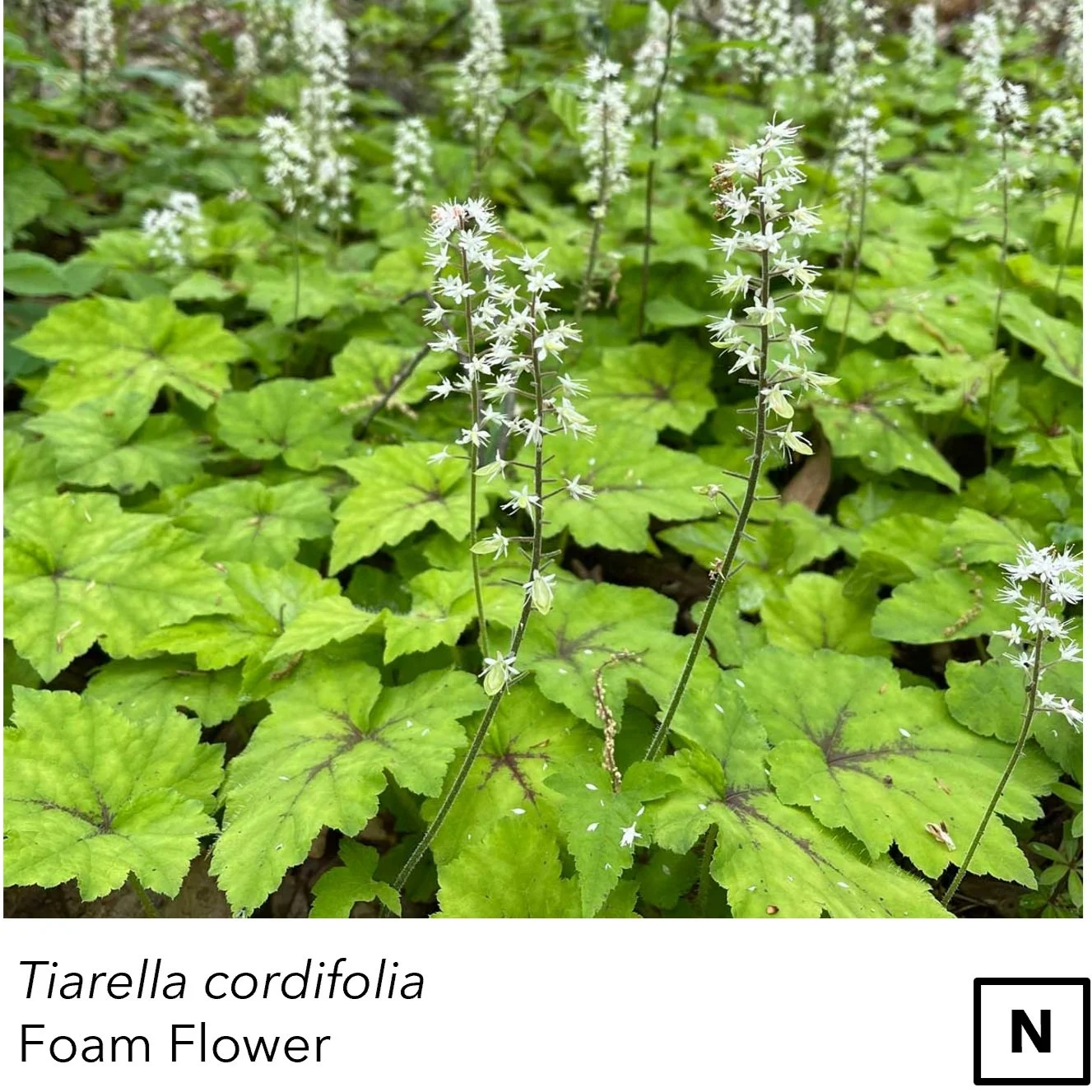 Tiarella_cordi.jpg