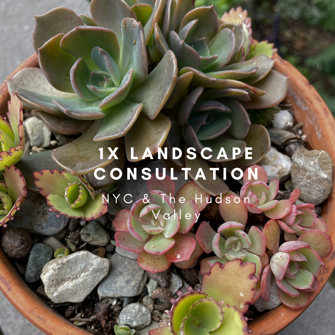 One-Time Project Consultation  Design Wild