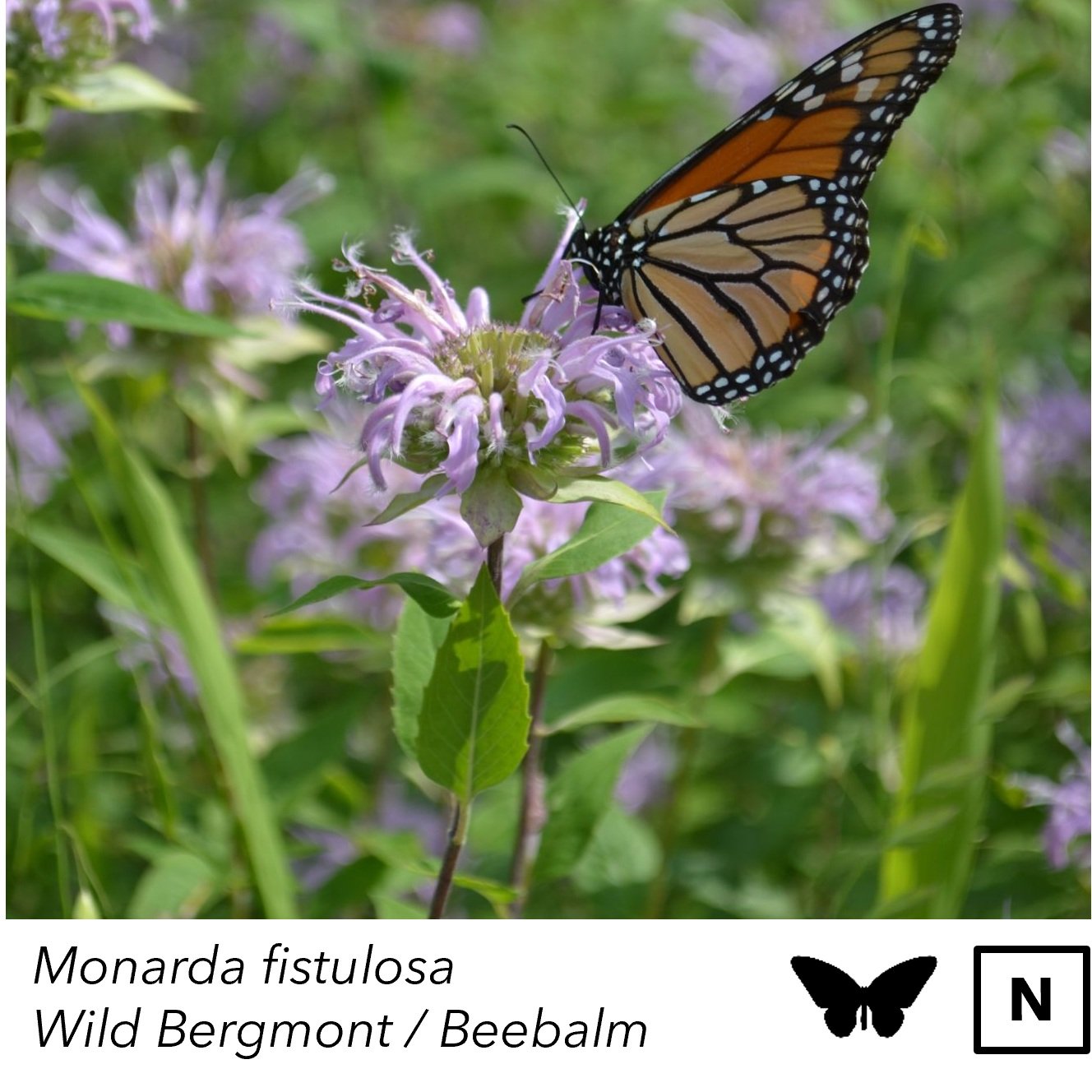 monarda_fistulosa.jpg