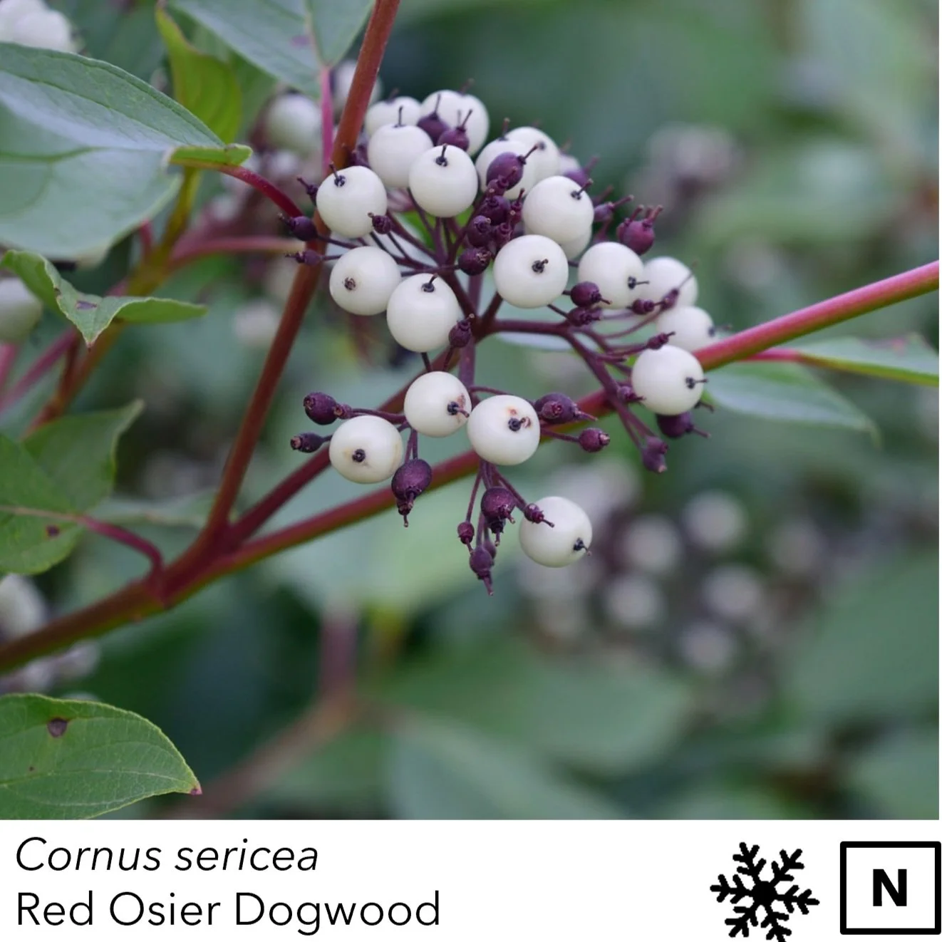 cornus_sericea.jpg