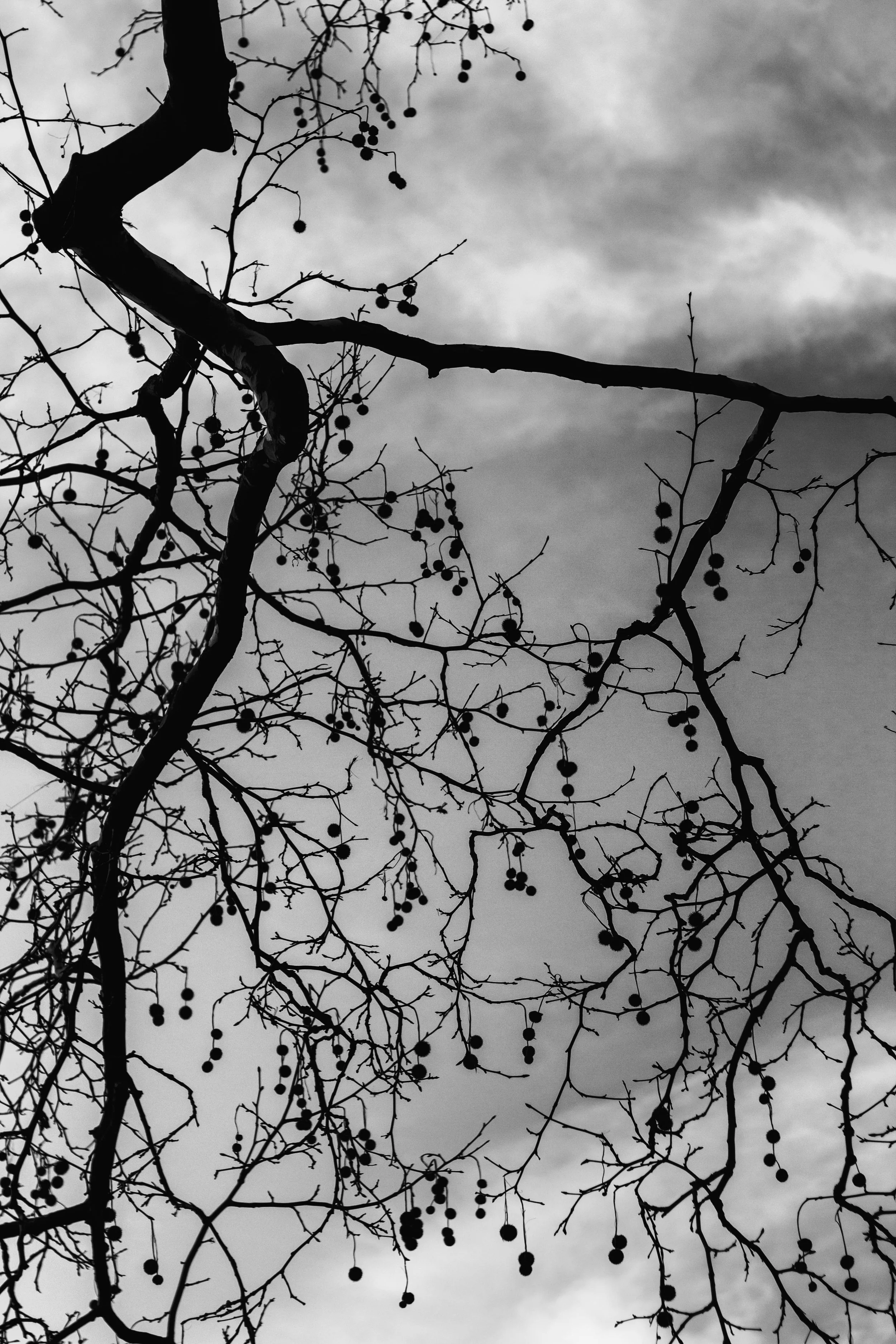 _MG_0969.jpg