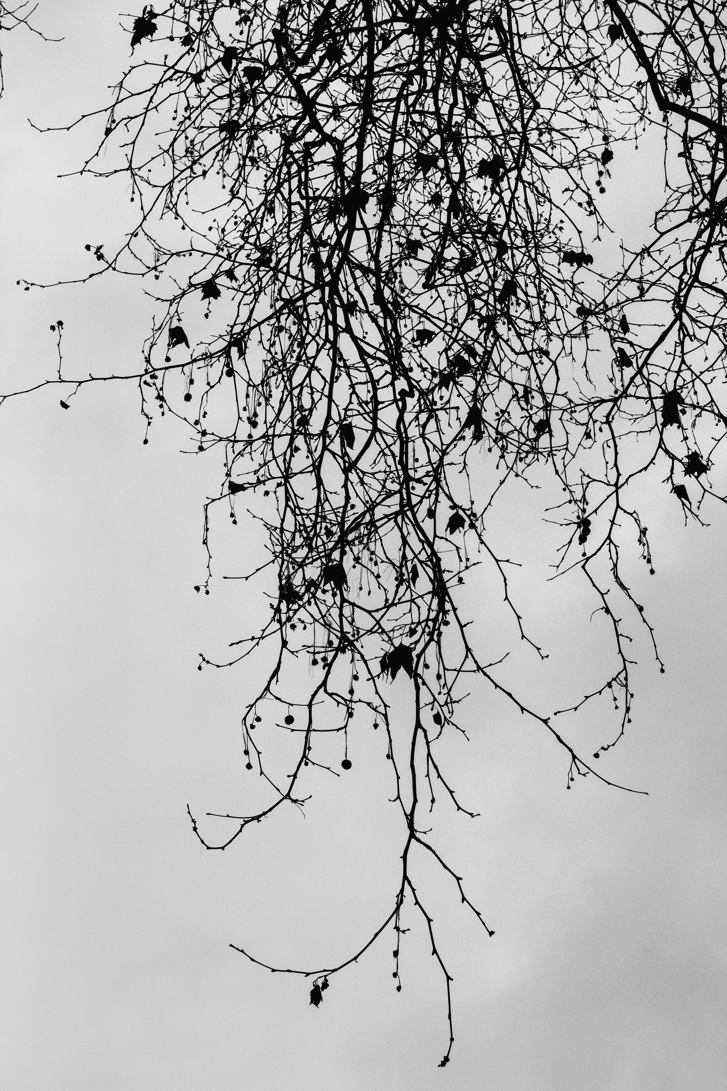 _MG_4296.jpg