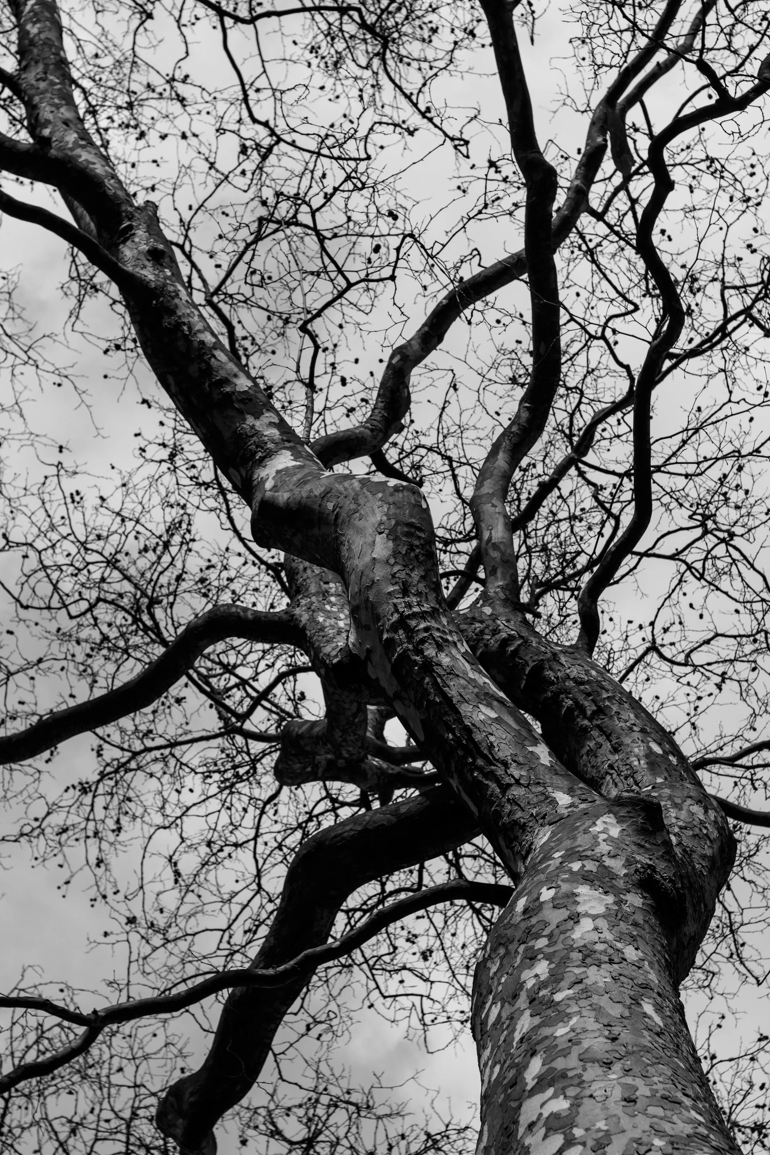 London plane tree.jpg