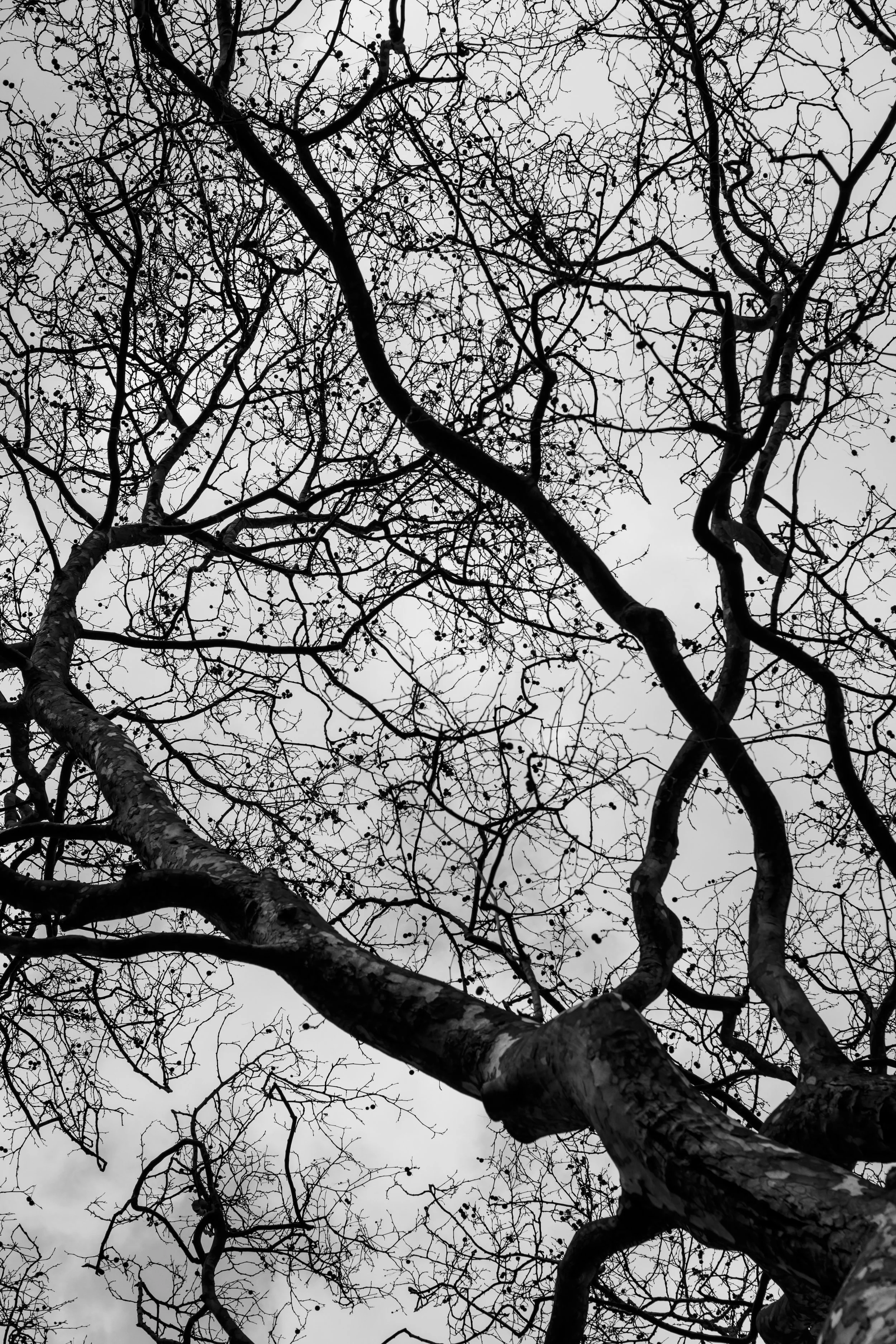 London plane tree2.jpg