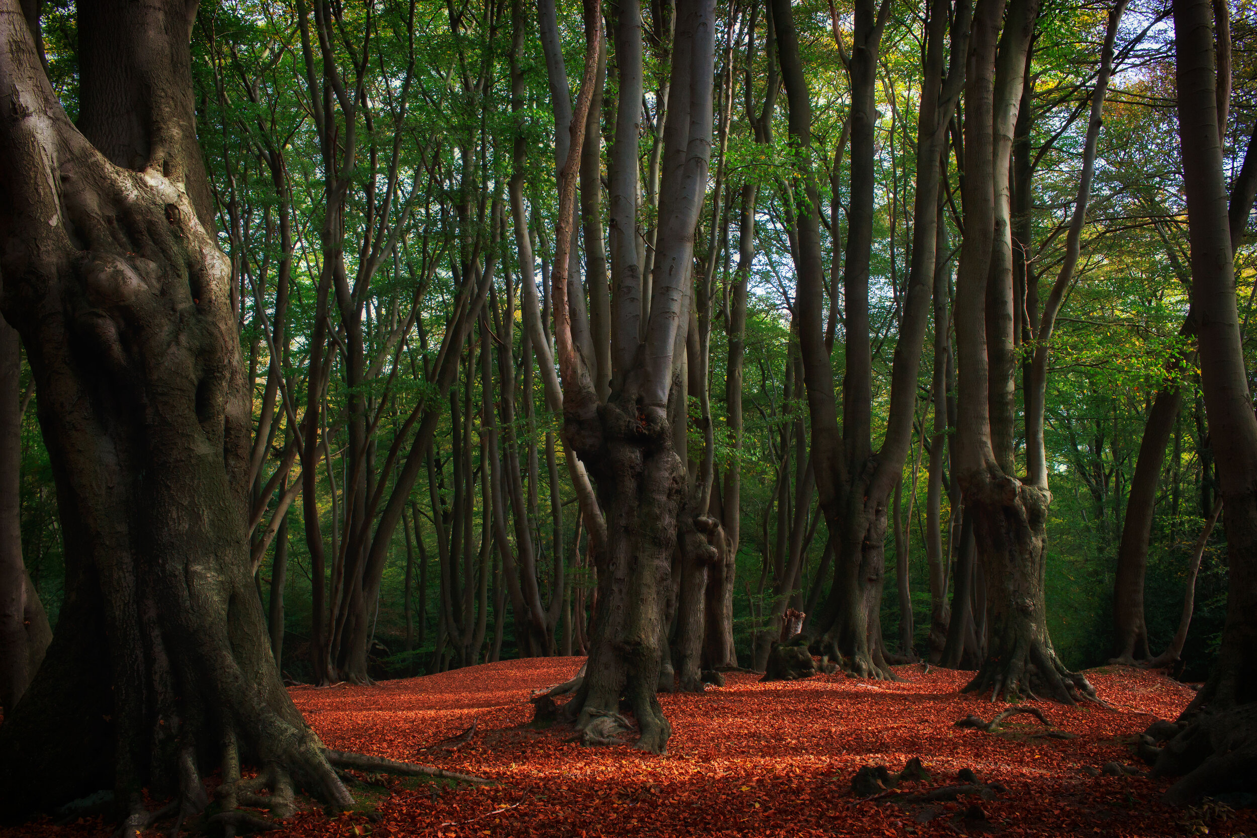 Epping Forest