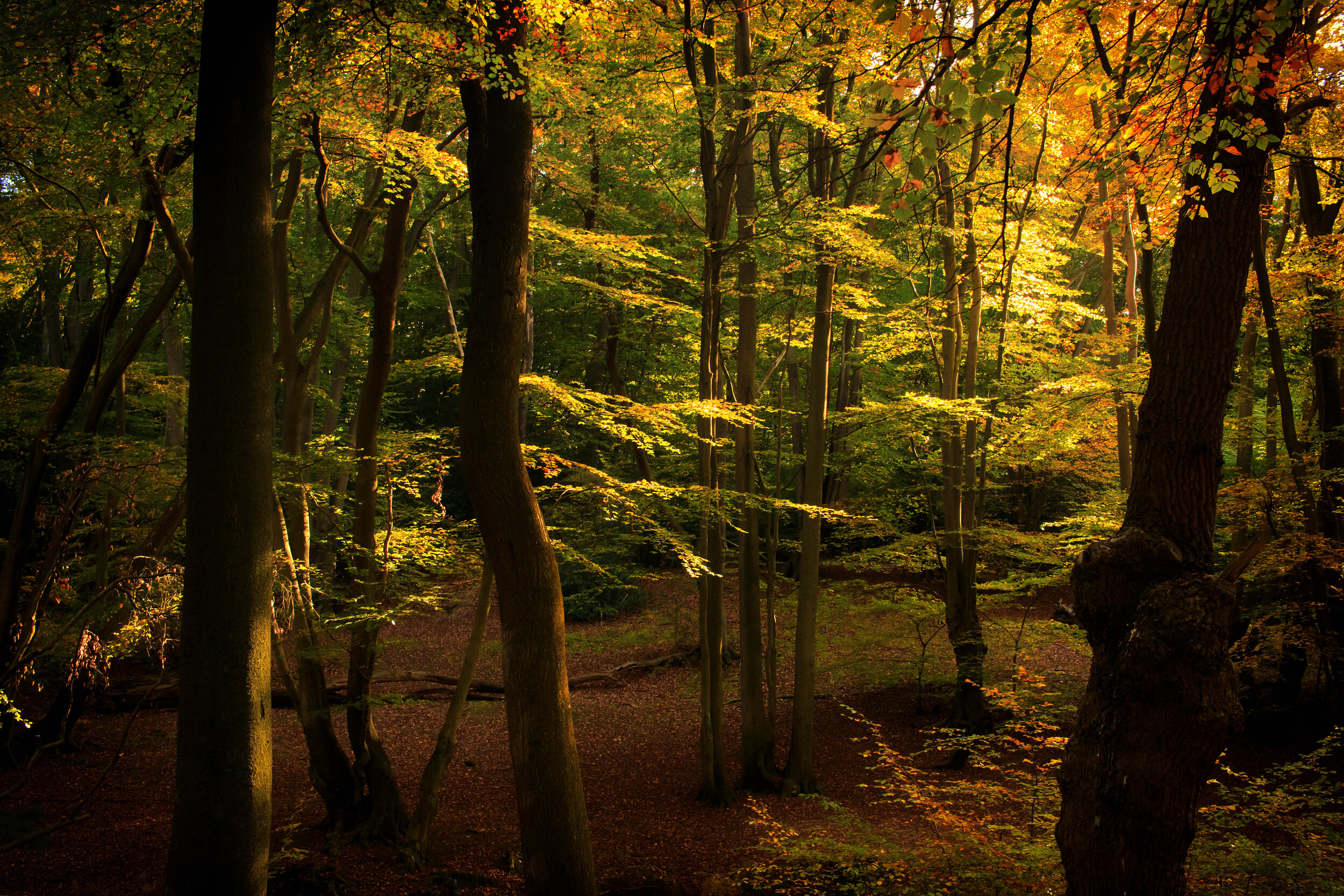 Epping Forest (Copy)