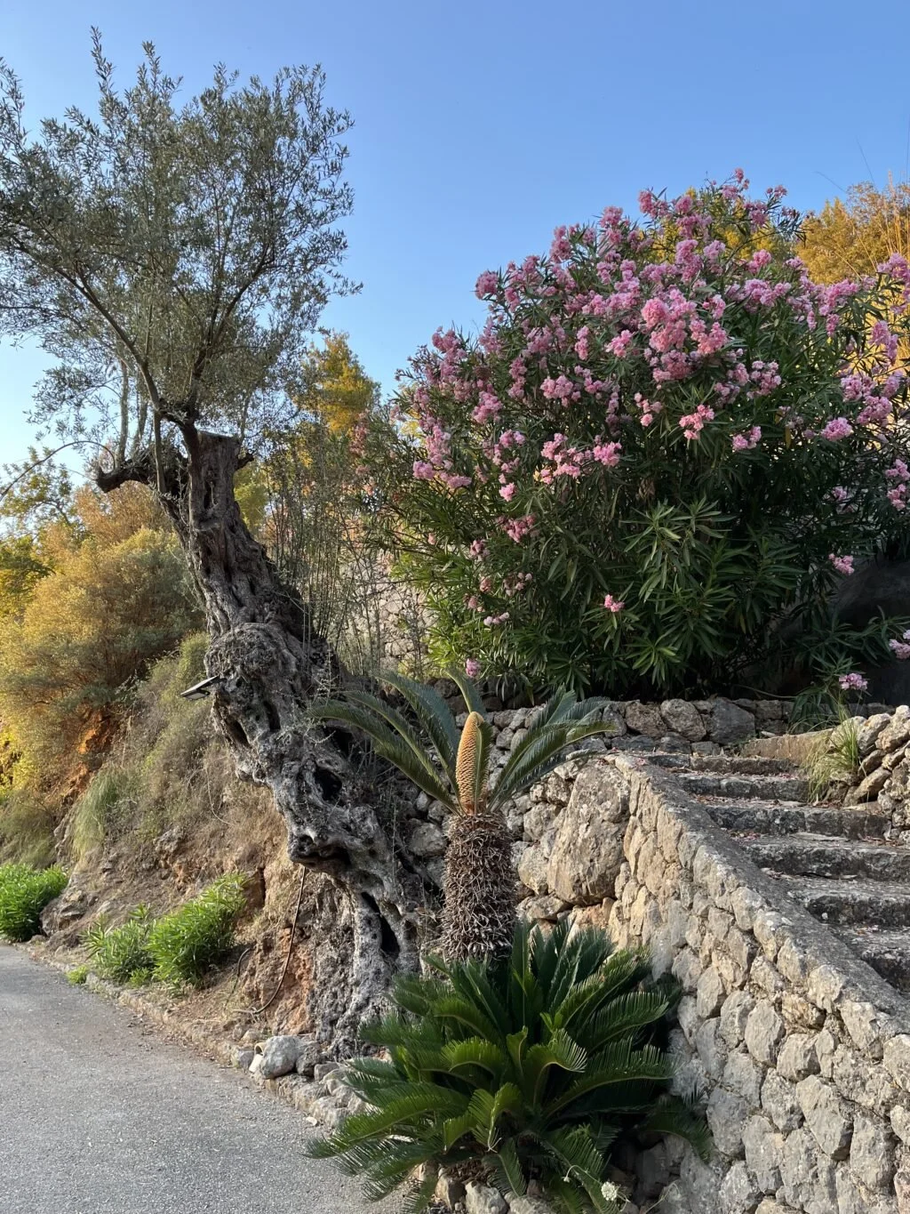 Stone steps along a hillside garden with pink flowering bush, large leafy plants, and a twisted olive tree, under a blue sky.