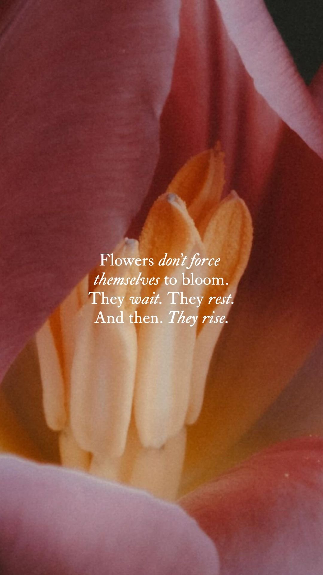 Close-up of orange and yellow tulip petals with a quote about flowers overlaid on the image.