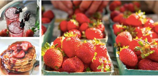 come taste the strawberries of Saanich!