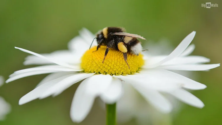 pollinators island.jpg