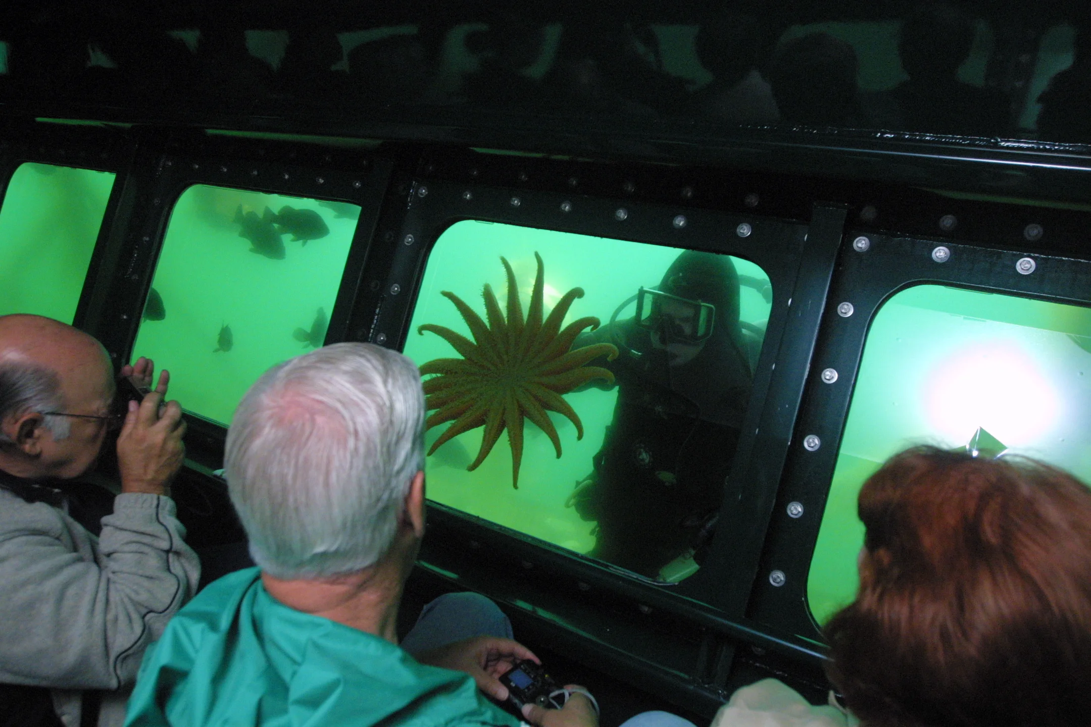 Live Dive Shows