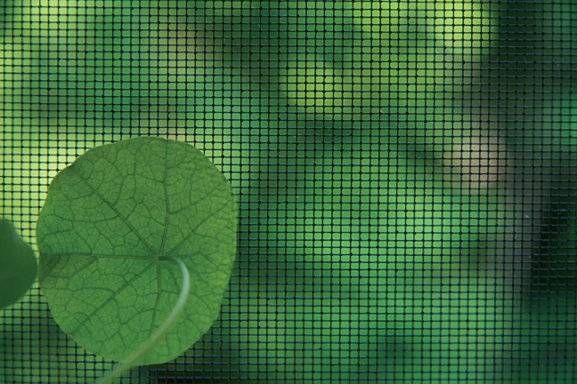 Nasturtium , 2012