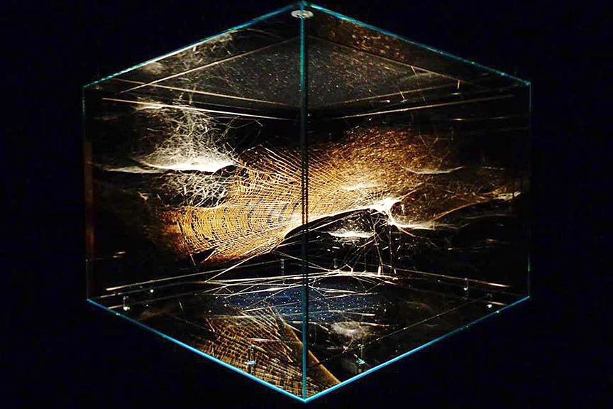 Tomás Saraceno Hybrid solitary semi-social SAO 90734 built by: a solo Nephila senegalensis – one week, a duet of Cyrtophora citricola – three weeks, a quartet of Cyrtophora citricola juvenile–two weeks , 2017 (Photo by Wes Stitt.)