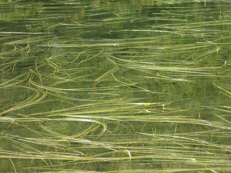 Lago di salei 072.jpg
