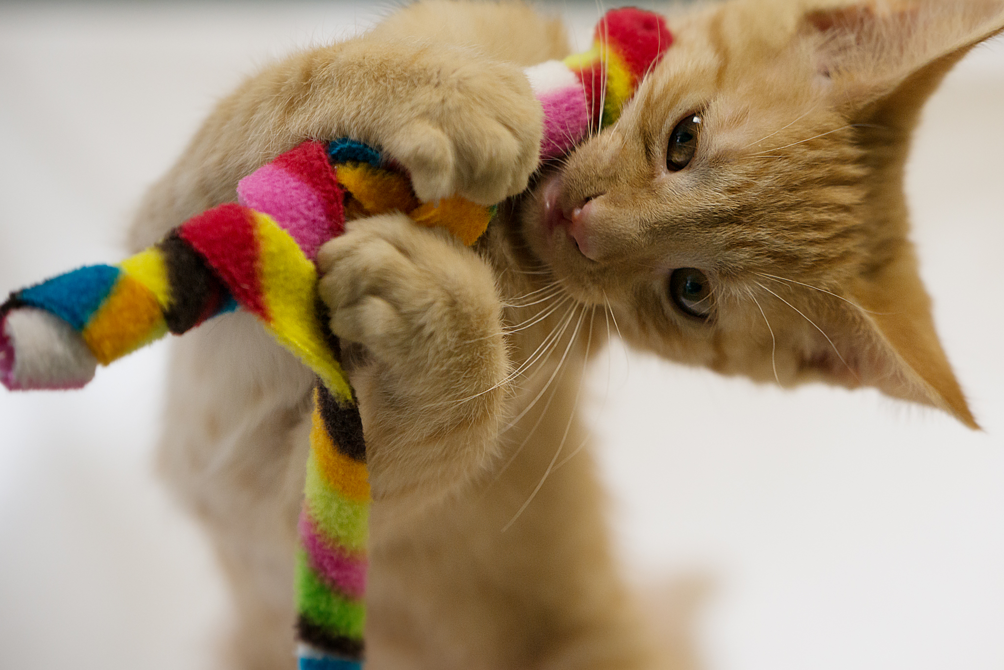 Fayette Animal Shelter Cats-10.jpg