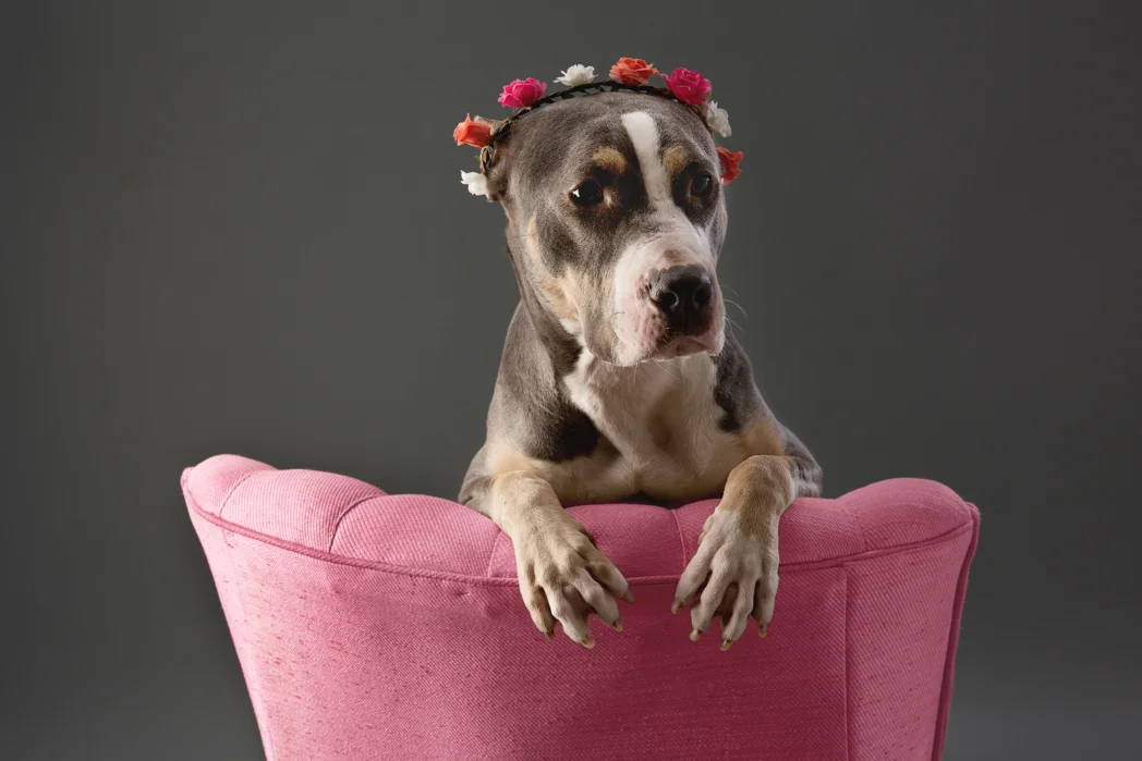 shelter dog-4.jpg