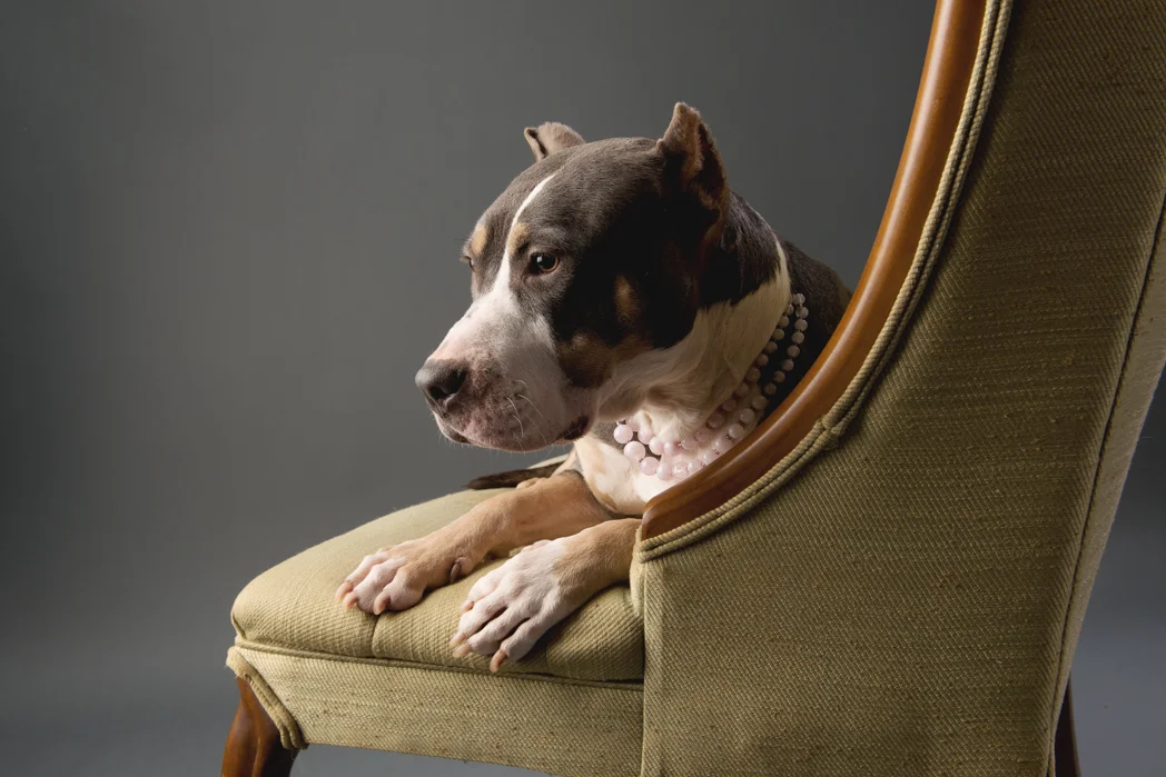 shelter dog-7.jpg