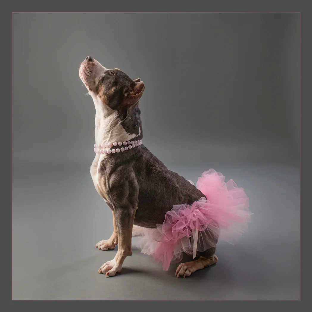 shelter dog-11.jpg