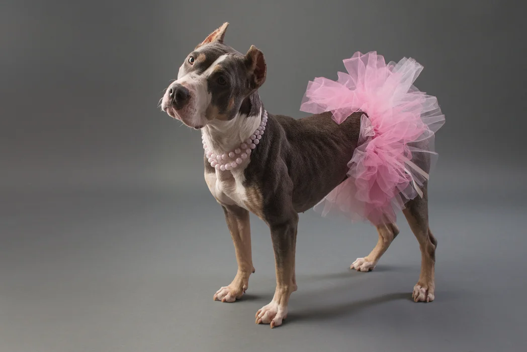 shelter dog-10.jpg