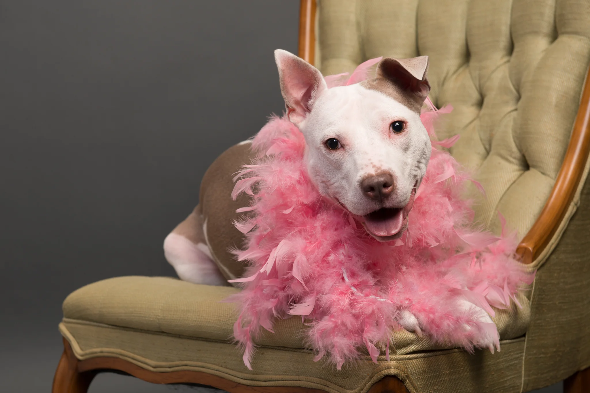 family pet photographer-7.jpg