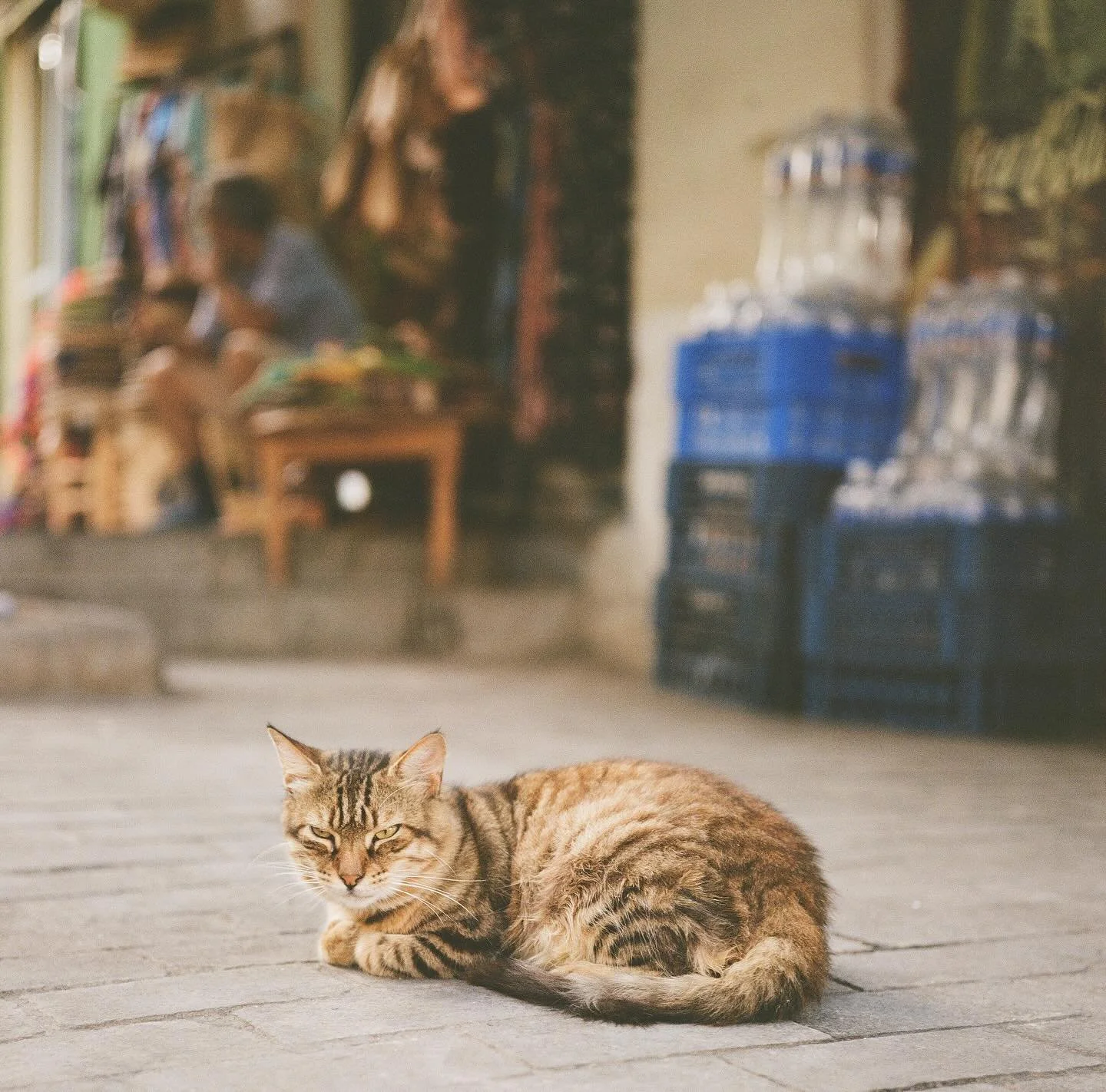 Tangier on Kodak Gold 200 on the Rolleiflex 3.5E 

The photography I love the most if of people, but I&rsquo;m not able to share any of those, so you&rsquo;ll have to enjoy the cats instead. 

@takeiteasylab 
#tangier #morocco
#unitstills #photograph