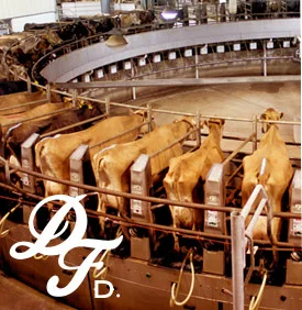ourcows-milking.jpg