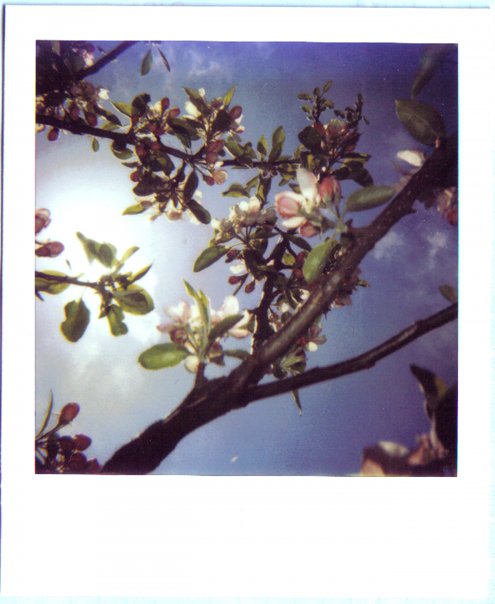 Ode to Polaroid, circa 2006.