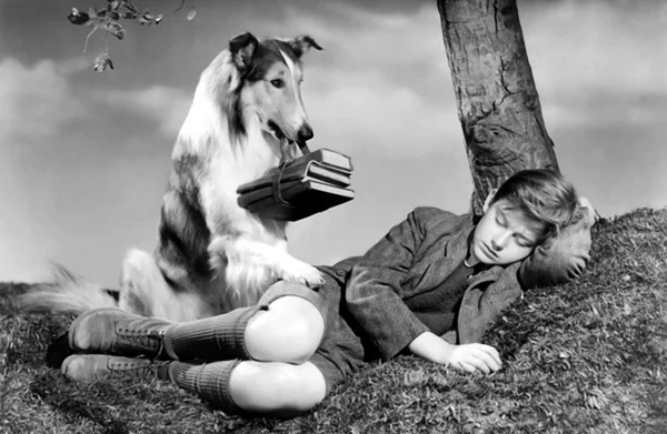  ‘Lassie get help!'