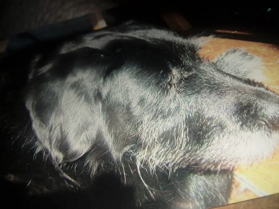 Suzie having a snooze as she got older and greyer. Impossible to find a photo of her younger self where she's standing still!
