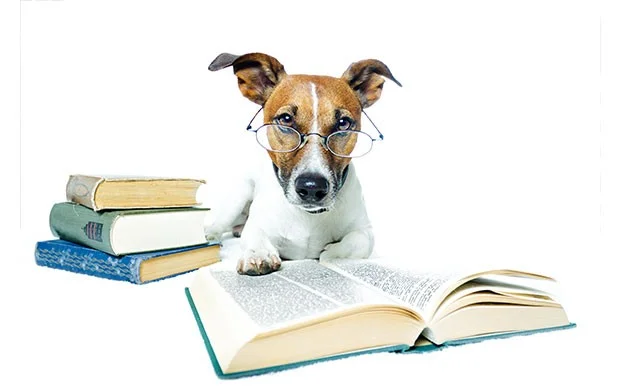 Apart from being able to distinguish words, dogs can also identify intonations of speech, according to recent science. As if the dedicated dog lover didn’t already know this! Clever boy, or girl! 