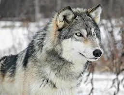 The Handsome grey wolf, Domestic dogs are thought to be directly descended from this line 