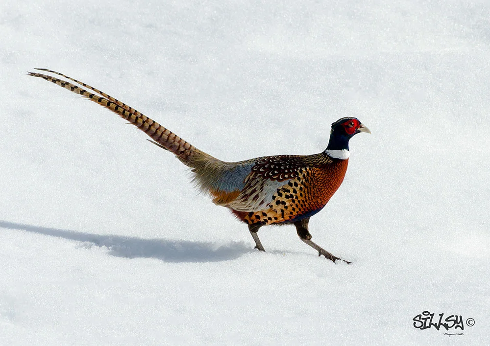 Website-Web-Ring-Necked-Pheasant-160213-0714.jpg