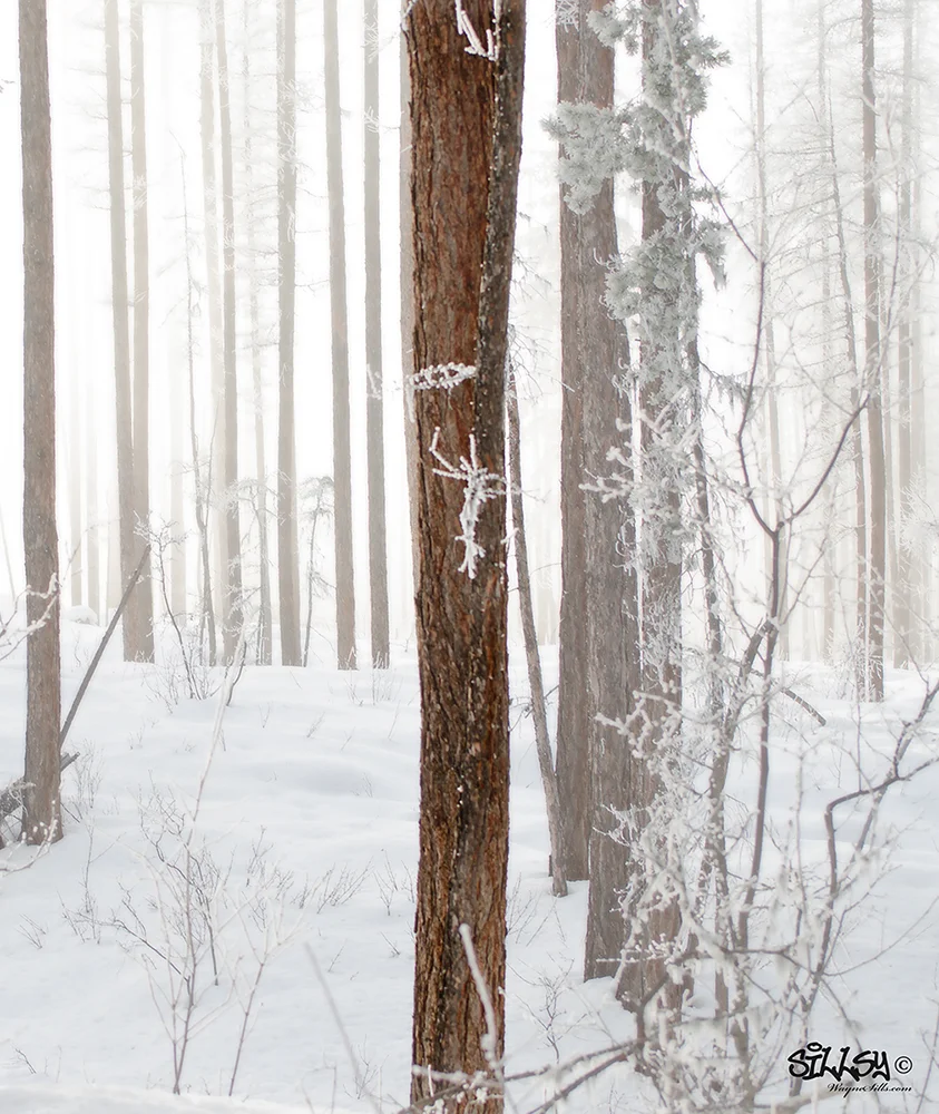 Sillsy-Web-Pale Forest-140119-2953.jpg