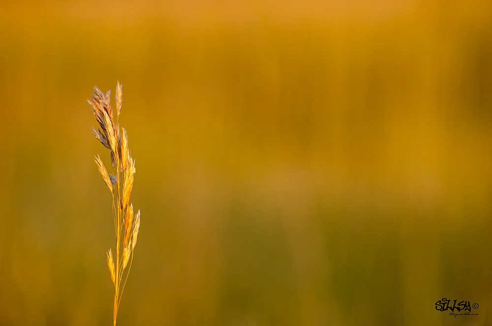 Sillsy-Web-Golden Canvas I-140810-5577.jpg