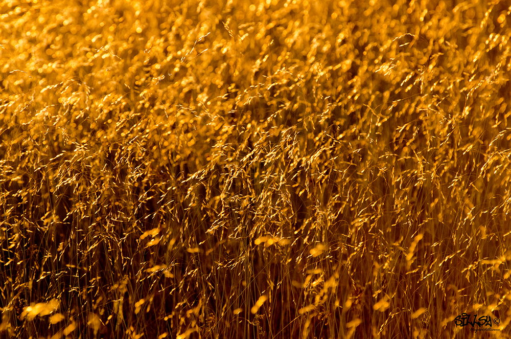 Sillsy-Web-Golden Canvas II-140810-5601.jpg