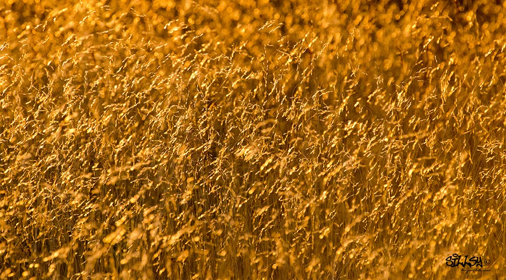 Sillsy-Web-Golden Canvas III-140810-5602.jpg