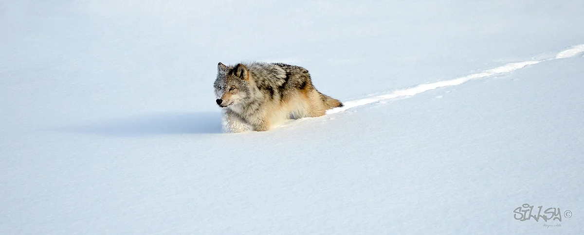 Sillsy-Web-Timber Wolf VI-130112-3695aa.jpg