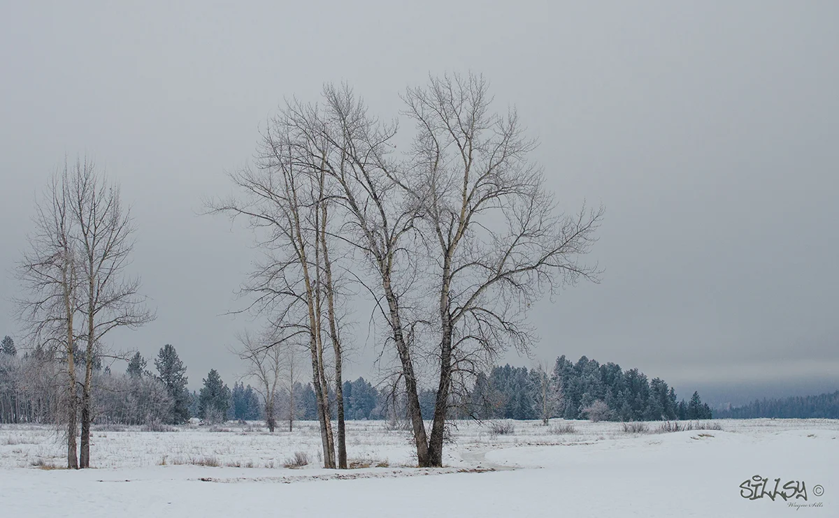 Sillsy-Web-Winter Stand-140118-2926.jpg