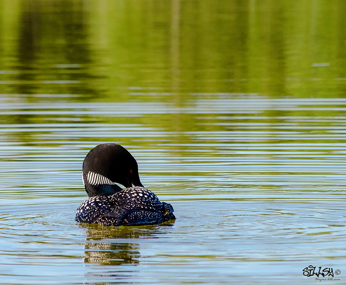 Loon on Green Water