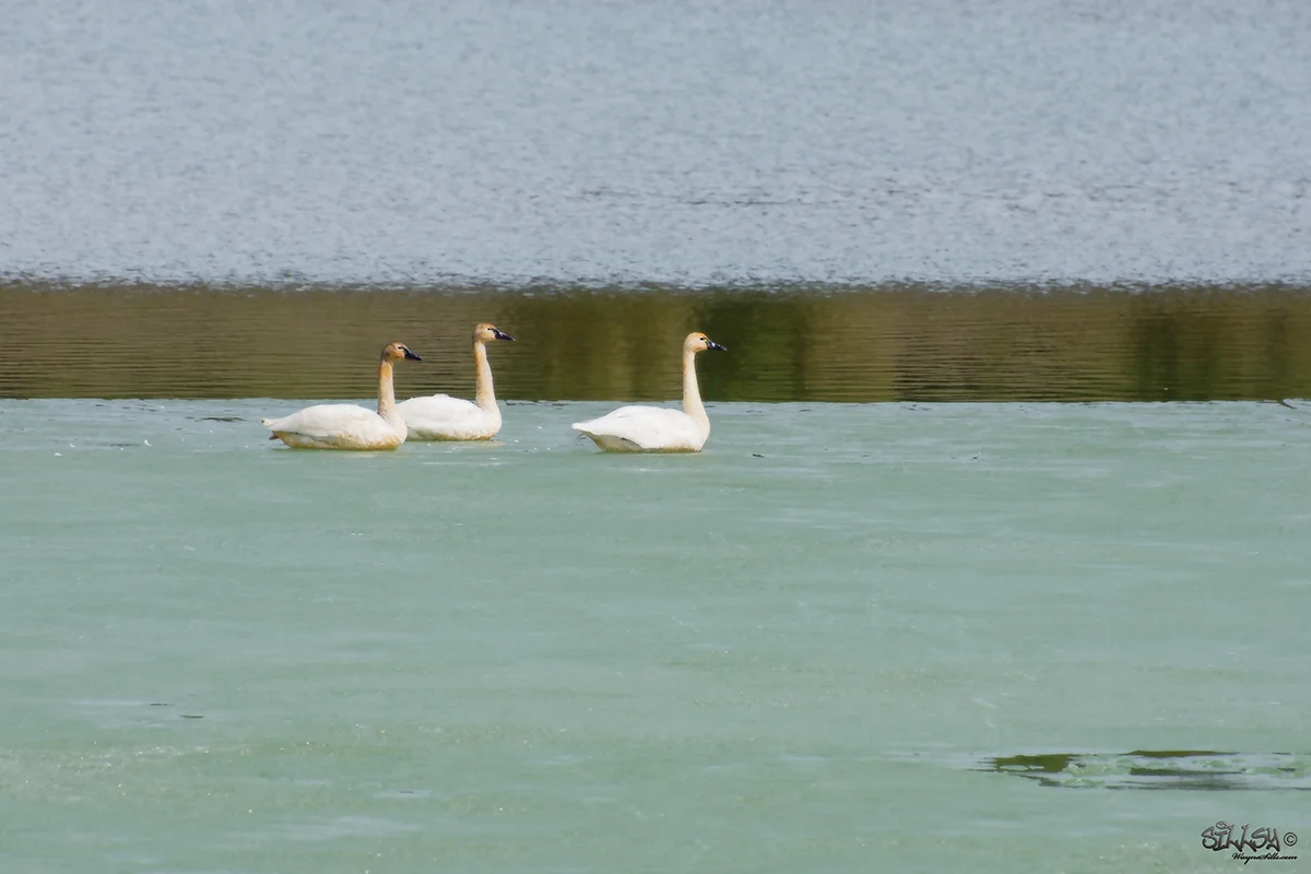 Sillsy-Web-Wasa Tundra Swans I-170331-1088.jpg