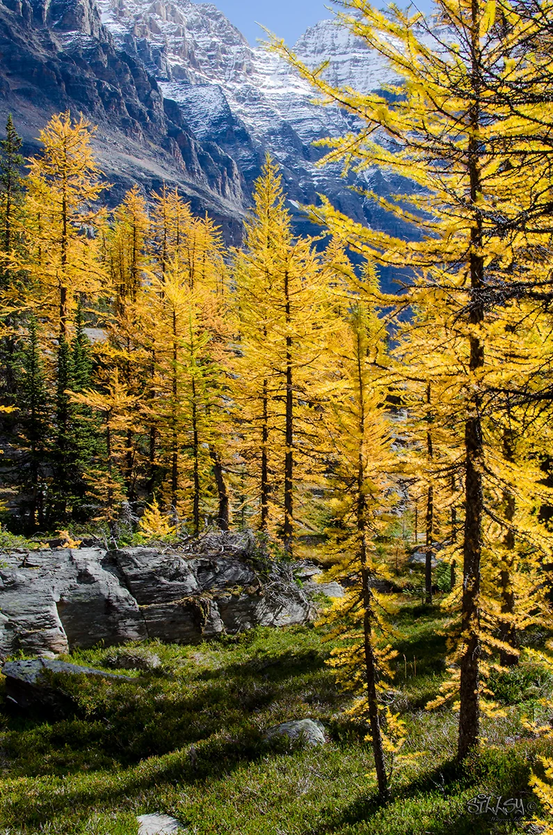 Sillsy-Web-Lake O'Hara XIII-160915-5560-14x20.jpg