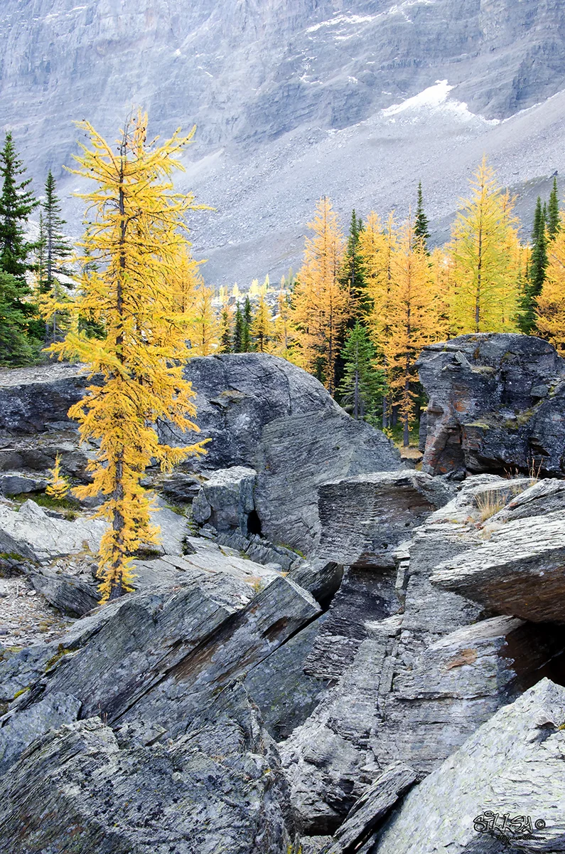 Sillsy-Web-Lake O'Hara XIV-160915-5789-14x20.jpg
