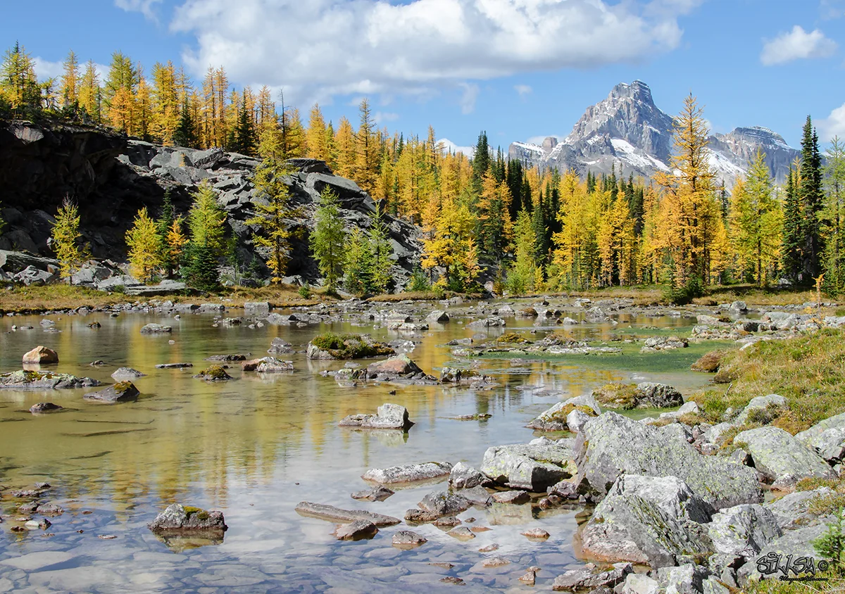 Sillsy-Web-Lake O'Hara XVI-160915-5897-14x20.jpg