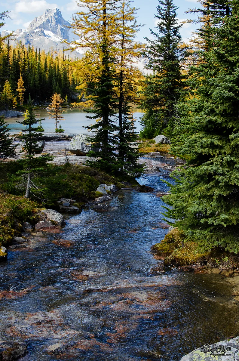 Sillsy-Web-Lake O'Hara XVIII-160915-5952-14x20.jpg