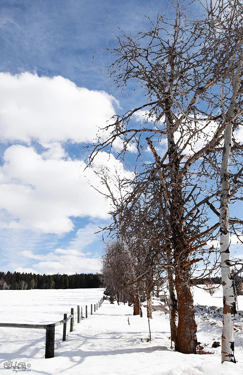 Sillsy-Web-Winter Poplars in Meadowbrook-170319-0198.jpg
