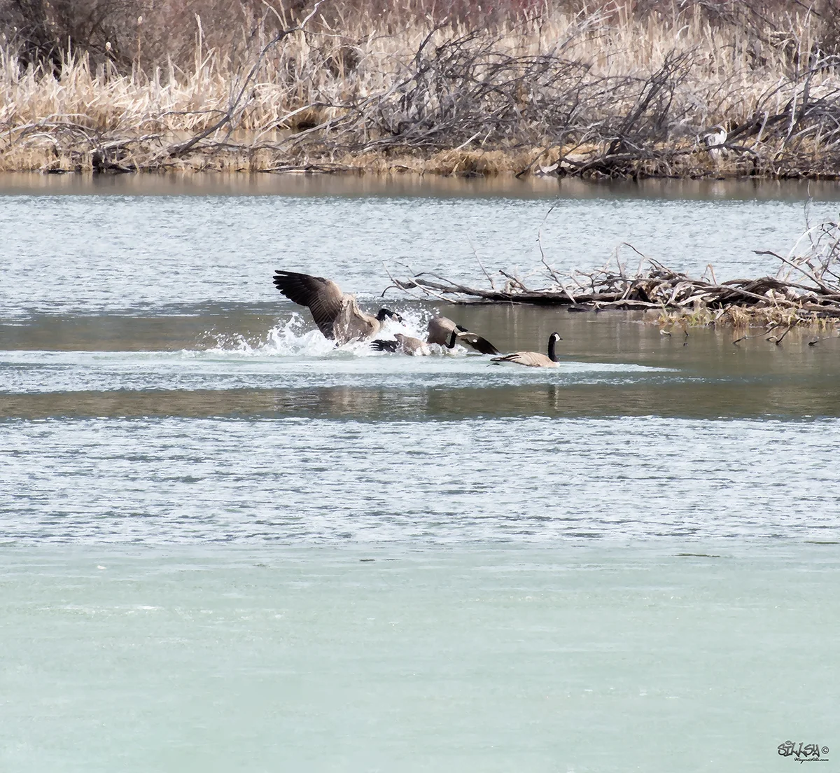 Sillsy-Web-Wasa Canada Geese-170331-0865.jpg